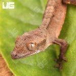 ug_Baby_Dalmatian_Cappuccino_Crested_Gecko_3.jpg