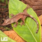 ug_Baby_Dalmatian_Cappuccino_Crested_Gecko_2.jpg