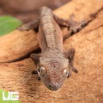ug_Baby_Dalmatian_Cappuccino_Crested_Gecko_1.jpg