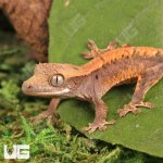ug_Baby_Tiger_Harlequin_Dalmatian_Crested_Gecko_4.jpg