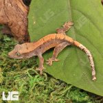 ug_Baby_Tiger_Harlequin_Dalmatian_Crested_Gecko_3.jpg