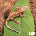 ug_Baby_Tiger_Harlequin_Dalmatian_Crested_Gecko_2.jpg