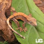 ug_Baby_Tiger_Harlequin_Dalmatian_Crested_Gecko_1.jpg