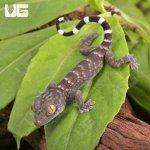 ug_CB_Baby_Green_Codom_Tokay_Gecko_4.jpg