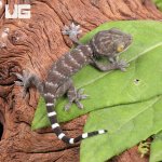 ug_CB_Baby_Green_Codom_Tokay_Gecko_3.jpg