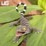 ug_CB_Baby_Green_Codom_Tokay_Gecko_2.jpg