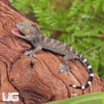 ug_CB_Baby_Green_Codom_Tokay_Gecko_1.jpg