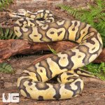 ug_Yearling_Female_Pastel_Enchi_Disco_Confusion_Ball_Python_2.jpg
