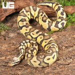 ug_Yearling_Female_Pastel_Enchi_Disco_Confusion_Ball_Python_1.jpg