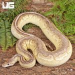 ug_Female_Lesser_Pewter_Ball_Python_2.jpg