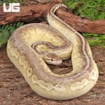 ug_Female_Lesser_Pewter_Ball_Python_1.jpg