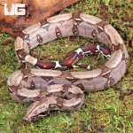 ug_Baby_Guyana_Redtail_Boa_5.jpg
