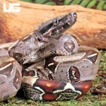 ug_baby_guyana_redtail_boa_4.jpg