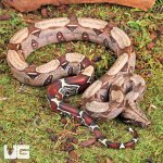 ug_baby_guyana_redtail_boa_3.jpg