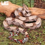 ug_baby_guyana_redtail_boa_2.jpg