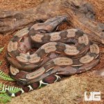 uyg_Yearling_Guyana_Redtail_Boa_5.jpg