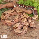 ug_Guyana_Redtail_Boa_4.jpg