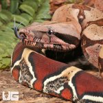 ug_Guyana_Redtail_Boa_2.jpg