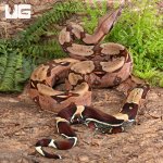 ug_guyana_redtail_boa_1.jpg
