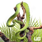 ug_Emerald_Tree_Boa_4.jpg