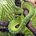 ug_Emerald_Tree_Boa_3.jpg