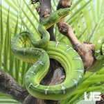 ug_Emerald_Tree_Boa_2.jpg