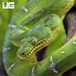 ug_Emerald_Tree_Boa_1.jpg