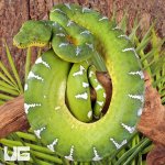 ug_High_White_Emerald_Tree_Boa_5.jpg