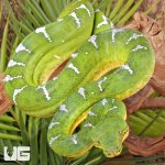 ug_high_white_emerald_tree_boa_4.jpg