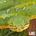 ug_high_white_emerald_tree_boa_3.jpg