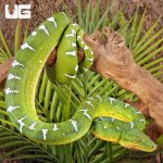 ug_high_white_emerald_tree_boa_2.jpg
