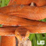 ug_colored_amazon_tree_boa_4.jpg