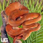 ug_colored_amazon_tree_boa_3.jpg