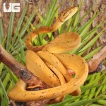 ug_colored_amazon_tree_boa_2.jpg