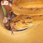 ug_colored_amazon_tree_boa_1.jpg