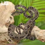 ug_amazon_tree_boa_4.jpg