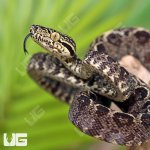 ug_amazon_tree_boa_3.jpg