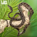 ug_amazon_tree_boa_2.jpg