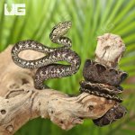 ug_amazon_tree_boa_1.jpg