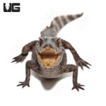 ug_juvenile_smooth_front_caiman_4.jpg