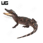 ug_juvenile_smooth_front_caiman_2.jpg