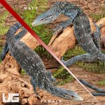 ug_blue_tree_monitor_4.jpg