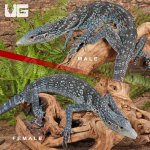 ug_blue_tree_monitor_3.jpg