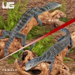 ug_blue_tree_monitor_2.jpg