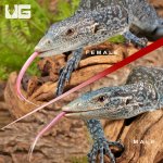 ug_blue_tree_monitor_1.jpg