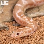 ug_Snow_Kenyan_Sand_Boa_3.jpg