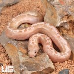 ug_Snow_Striped_Kenyan_Sand_Boa_2.jpg