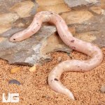 ug_Paradox_Snow_Kenyan_Sand_Boa_4.jpg