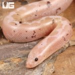 ug_Paradox_Snow_Kenyan_Sand_Boa_3.jpg