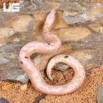 ug_Paradox_Snow_Kenyan_Sand_Boa_2.jpg